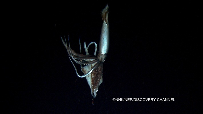 ZDF und ARTE senden Bilder des Tiefsee-Kalmars "Architeuthis" (BILD)