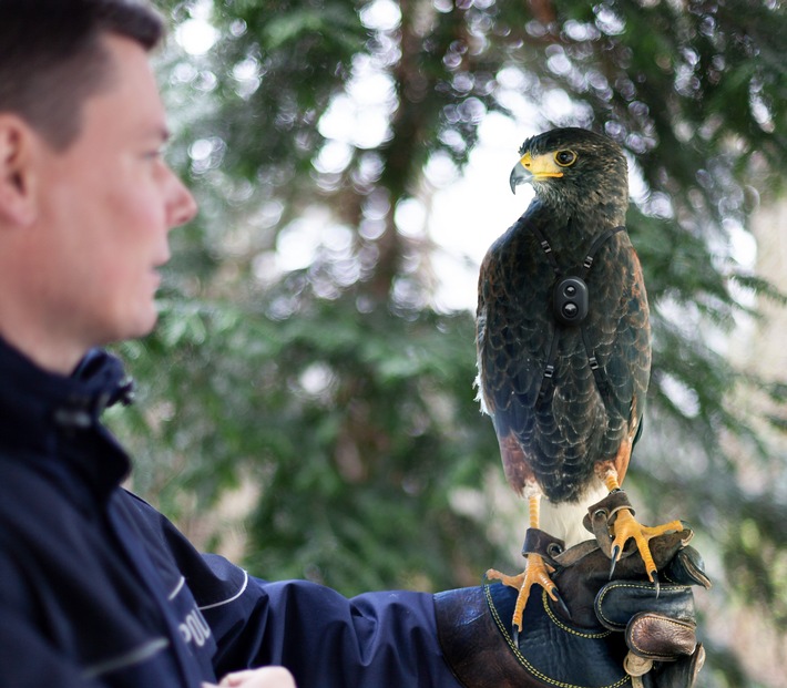 POL-HA: Bussard für Verkehrssicherheit  - &quot;Lennart&quot; im Polizeipräsidium Hagen eingetroffen