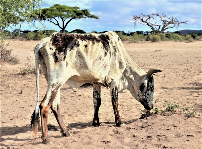 Dürre tötet tausende Wildtiere in Kenia