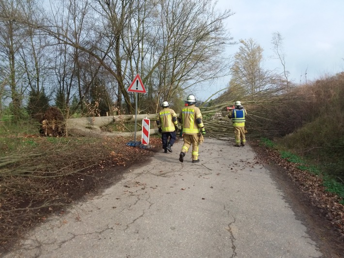 FW Weinheim: Umgestürzter Baum blockiert Fahrbahn in der Bohäckersiedlung