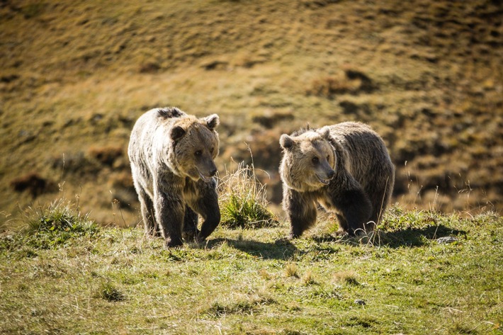 Une première pour le refuge suisse! Quatre ours sont réunis aujourd