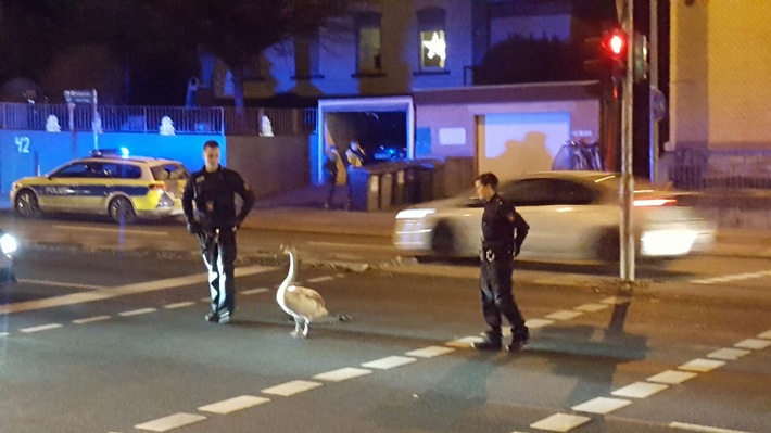 POL-GÖ: (695/2016) Jungschwan verirrt sich vor Polizeidienststelle