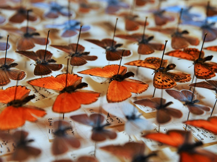 Sammeln ist unsere Leidenschaft! – Mittagsführung im Naturmuseum