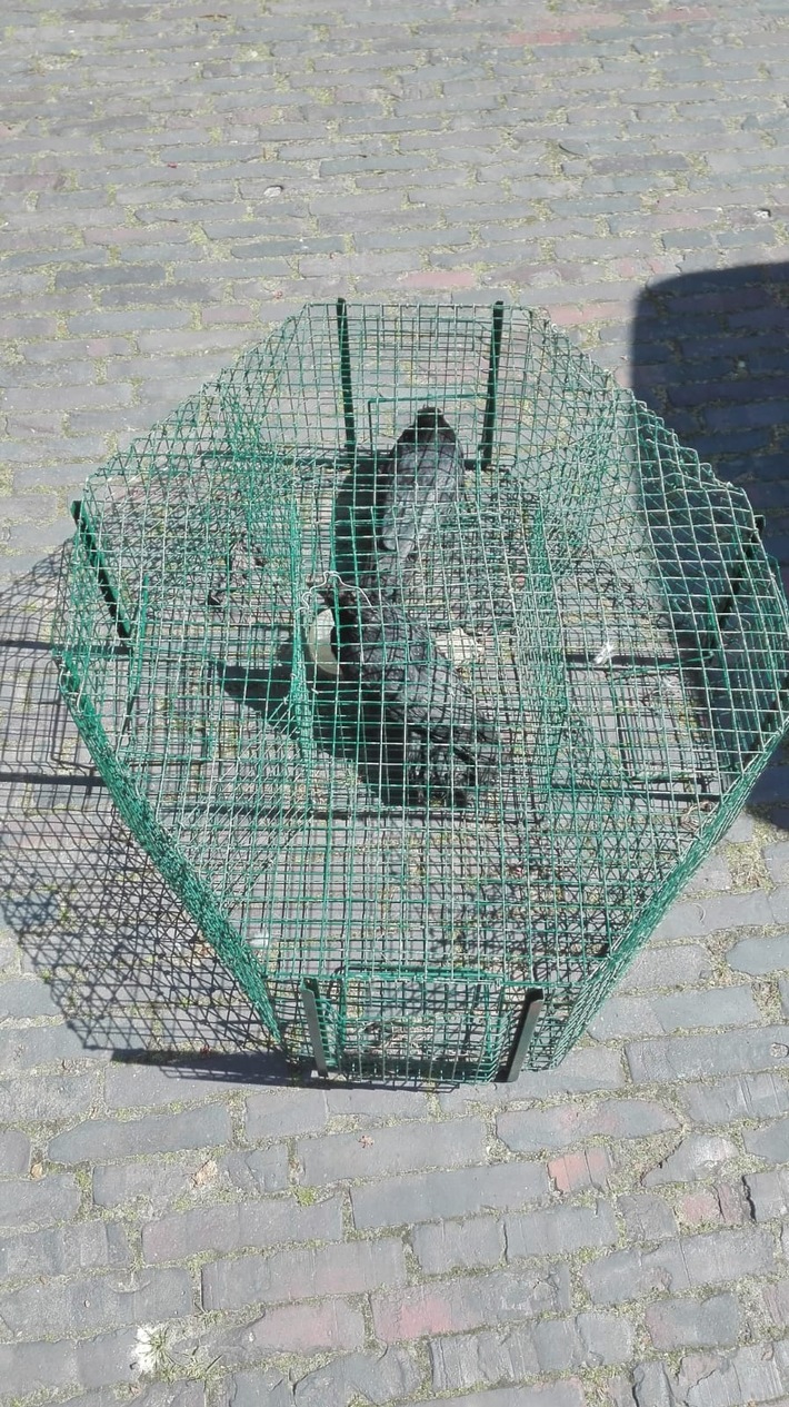 POL-DEL: Landkreis Wesermarsch: Lebendtierfalle für Vögel in Berne festgestellt +++ Zeugen werden gesucht