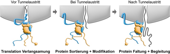 Proteinherstellung: Das Tempo drosseln, um voranzukommen, PI Nr. 125/2025
