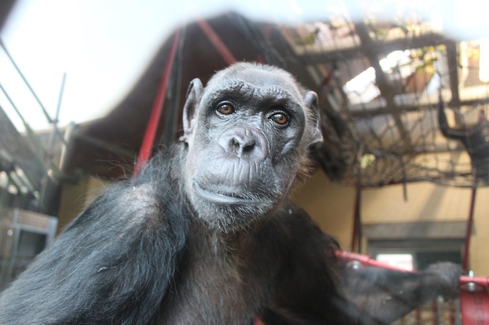 Von Kenia nach Großbritannien - Schimpansin Chocolat (Foto Monkey World).jpg