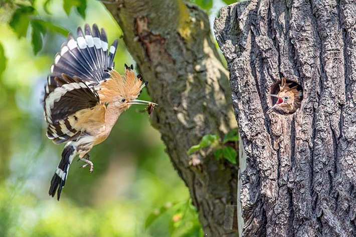 PM Rekordjahr für den Wiedehopf in der Döberitzer Heide
