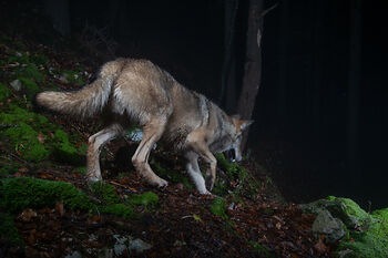 Medienmitteilung: Geplante Wolfsabschüsse gefährden nachhaltigen Schutz von Nutztieren und Rudelstrukturen