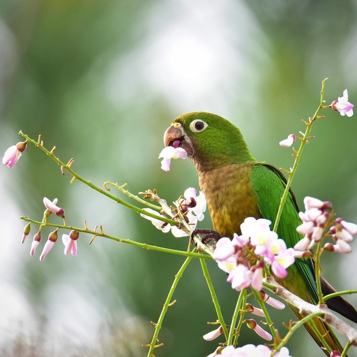 Birding-Nature17 © Belize Tourism Board.jpeg