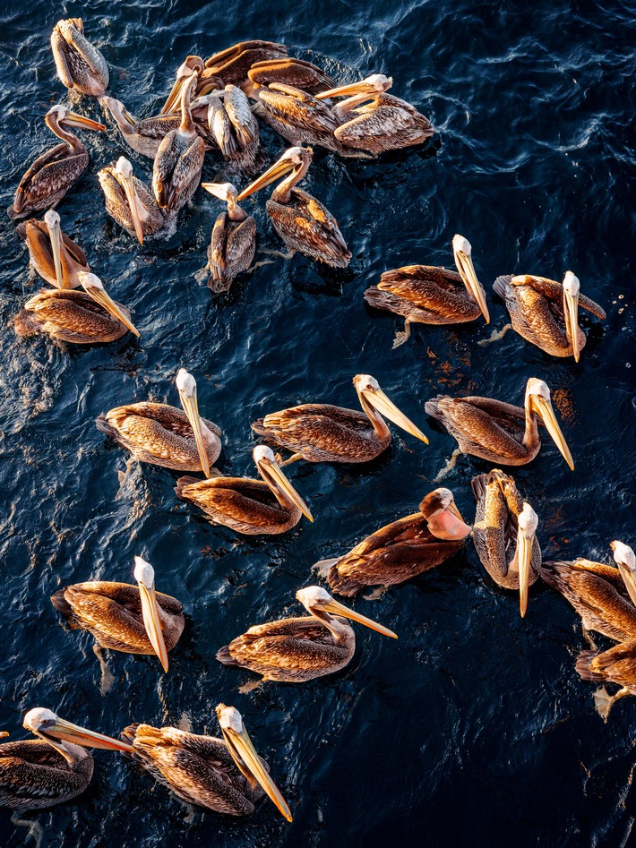 Wissenschaftler aller Kontinente warnen in einer aktuellen Umfrage vor Kipppunkten für das Meer und seine Artenvielfalt / Sie machen jedoch auch Hoffnung auf eine Umkehr des Negativtrends