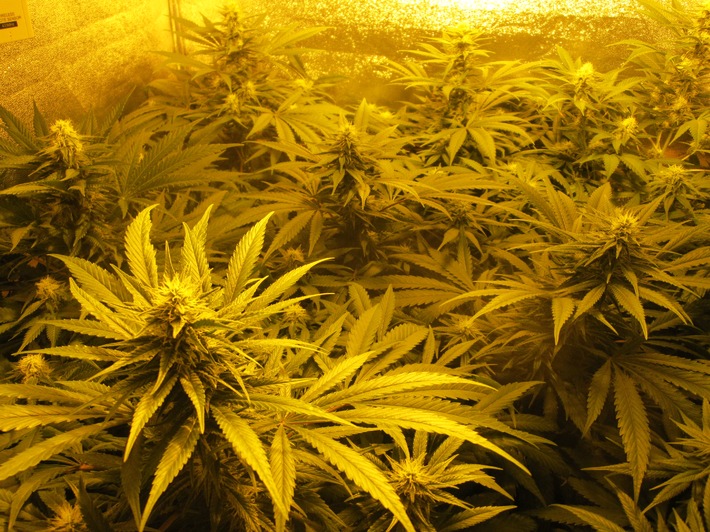 POL-SE: Pinneberg: Kriminalpolizei Pinneberg beschlagnahmt zwei Cannabisindoorplantagen - mit Foto