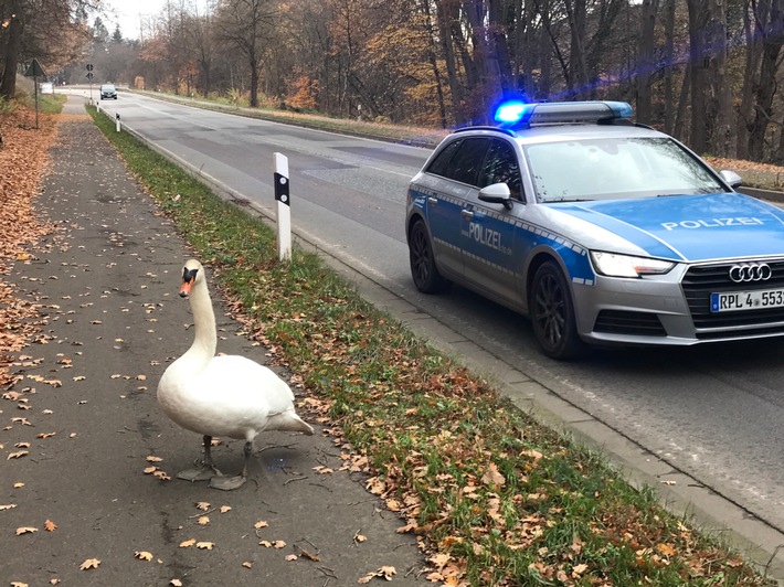 POL-PPWP: Schwan hält Polizei auf Trab