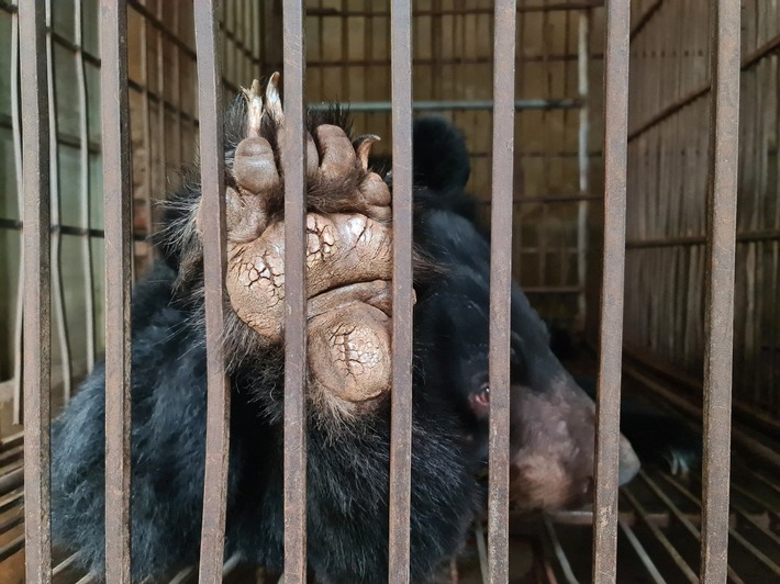 Plus de 160 ours souffrent dans la capitale du Vietnam et ce malgré l’interdiction de production de bile d’ours