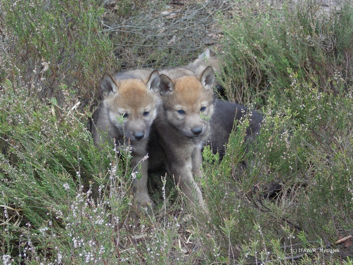 Neue Zahlen: Mehr Wolfsrudel in Westpolen