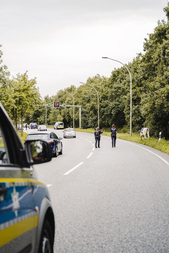 POL-Bremerhaven: Polizeieinsatz - Kühe ausgebüxt