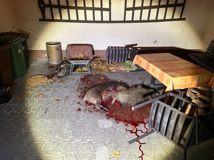 POL-PDLD: Wildschweinrotte versetzt Hatzenbühl in Angst und Schrecken