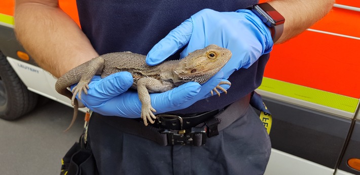 FW-D: Gartenbesitzer entdeckt Bartagame im Kompost - das verirrte Tier wurde durch die Feuerwehr ins Tierheim verbracht