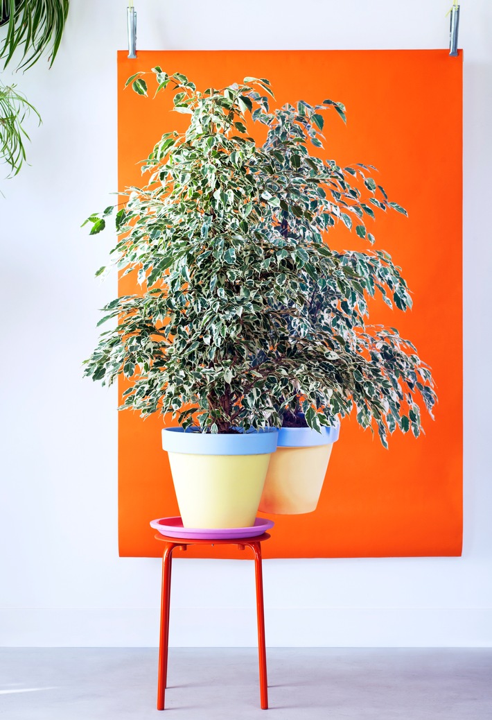Ficus Benjamina ist Zimmerpflanze des Monats Januar / Rebellisch bunt mit dem Ficus Benjamina