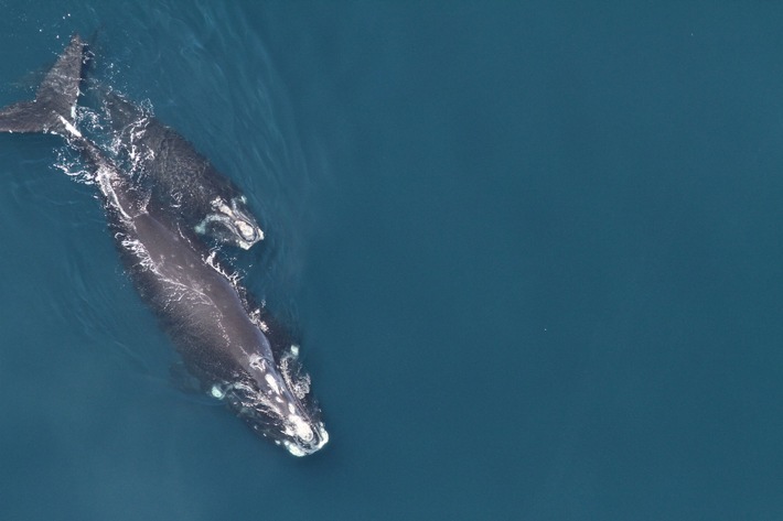 Population der Nordatlantischen Glattwale nimmt weiter ab