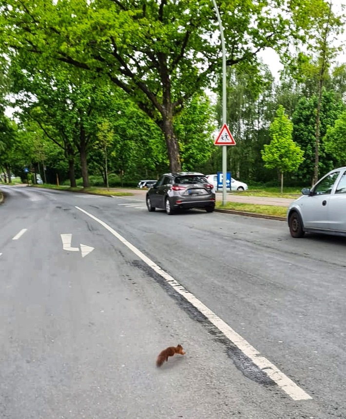 FW-WRN: TH_1 - LZ1 - Eichhörnchen im Gulli