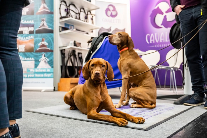 Zuwachs auf vier Pfoten: Koelnmesse startet 2027 neues Messeangebot rund um das Thema Hund