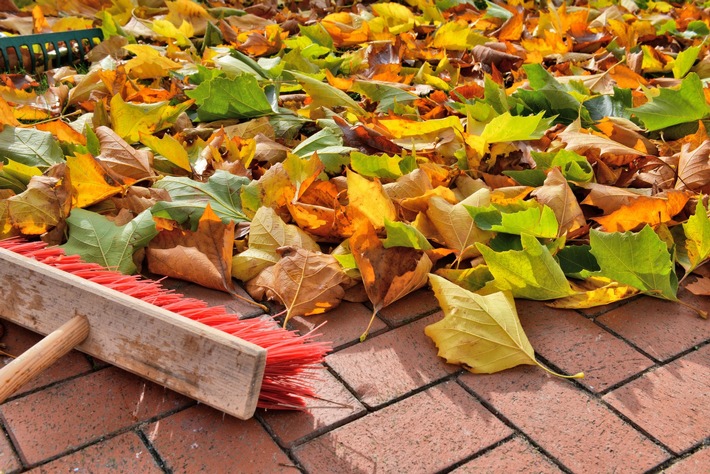 Wohin mit dem Laub? Tipps zum Umgang mit der herbstlichen Blätterflut