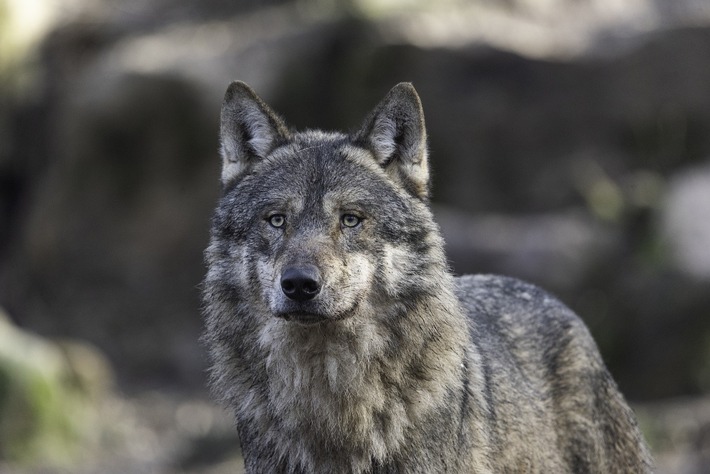 EuGH-Urteil in Sachen Wolf: Wichtige Klarstellungen und Handlungsanweisungen für Deutschland