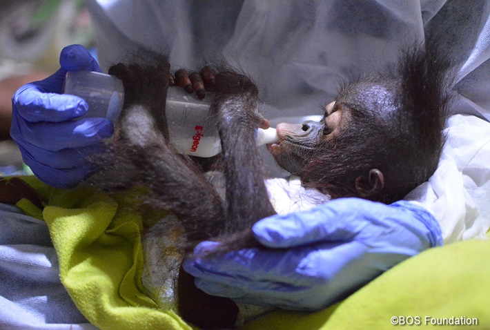 Tiga bayi telah diselamatkan dari orangutan di tahun 2021 / anak bungsu yang baru berusia enam bulan