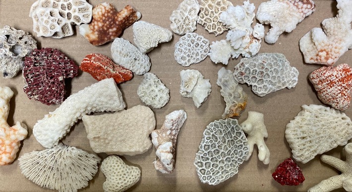 HZA-P: Strandmitbringsel mit Folgen / Zoll beschlagnahmt 29 Bruchstücke geschützter Korallen
