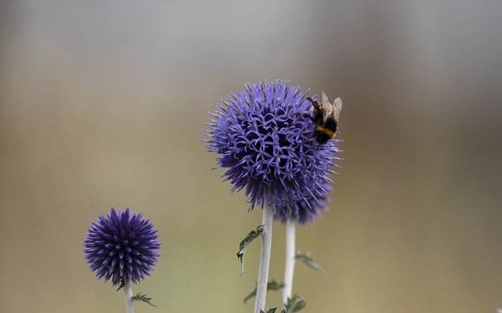 Rundgang im Botanischen Garten: „Let it Bee – Summende Natur: Bienen und Wildpflanzen“