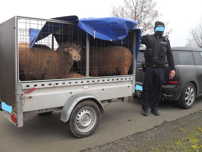 POL-PDNW: Polizeiautobahnstation Ruchheim - Mehrere Schafe auf einem Anhänger eingepfercht