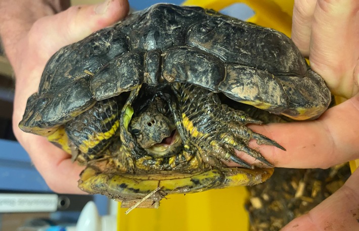 POL-OH: Wasserschildkröte in Maberzell gefunden