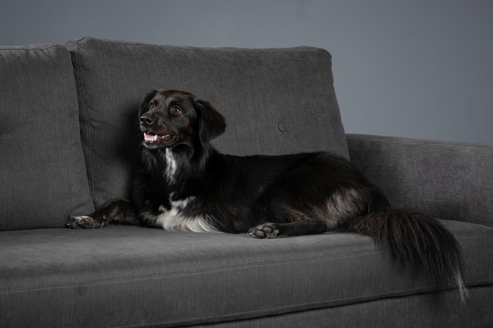 Des soins au poil pendant la mue!