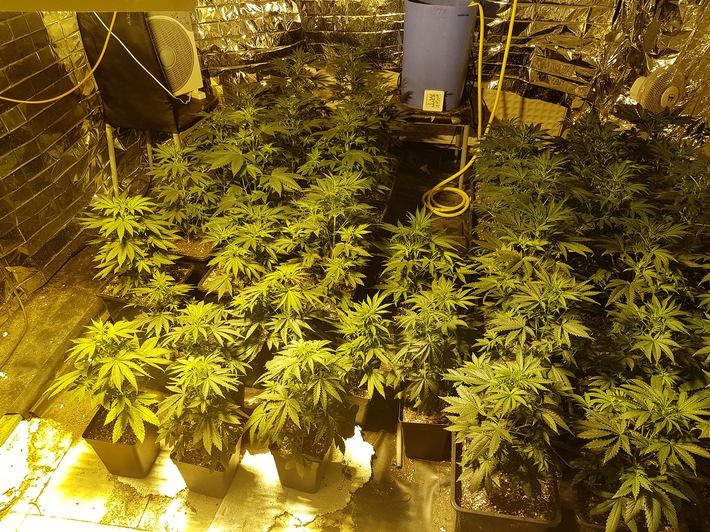 POL-MK: Cannabis-Plantage mit 50 Pflanzen stillgelegt