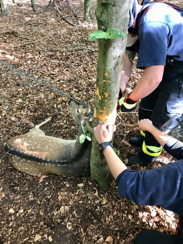 FW-DT: Feuerwehr befreit Hirsch aus Zaun