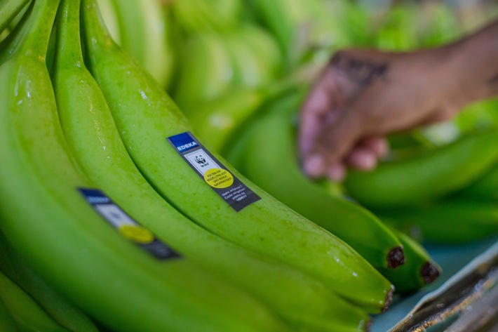 Meilenstein beim nachhaltigeren Bananenprojekt von EDEKA und WWF: Früchte jetzt auch aus Costa Rica / Weiterer Text über ots und www.presseportal.de/nr/51907 / Die Verwendung dieses Bildes für redaktionelle Zwecke ist unter Beachtung aller mitgeteilten Nutzungsbedingungen zulässig und dann auch honorarfrei. Veröffentlichung ausschließlich mit Bildrechte-Hinweis.