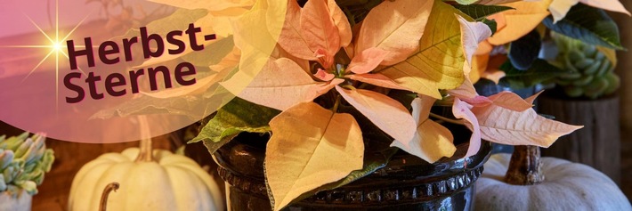 Für strahlende Interieurs und gute Stimmung: Weihnachtssterne bringen Farbe ins herbstliche Grau