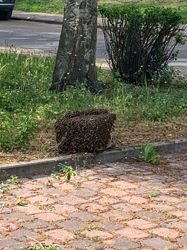 POL-NB: Bienen lösen Polizeieinsatz in Pasewalk aus