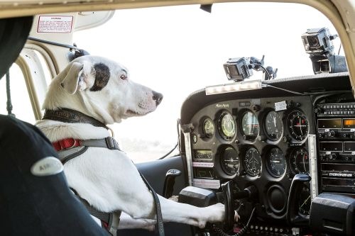 Sky lässt Hunde fliegen: Factual-Entertainment-Format &quot;Dogs might fly&quot; exklusiv auf Sky 1