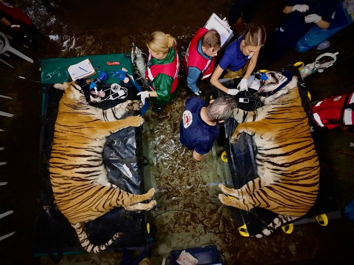 Une mission vétérinaire sans précédent: 62 félins et deux ours examinés en Argentine