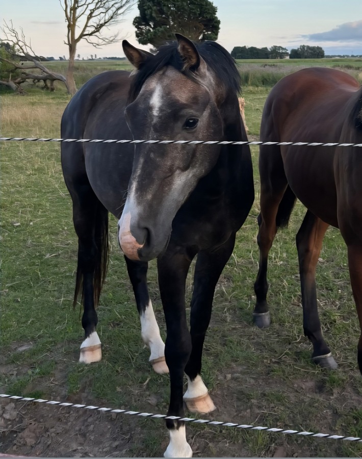POL-IZ: 250825.4 Westerdeichstrich: Pferd von Weide gestohlen - Polizei sucht Zeugen