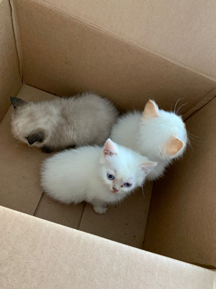 POL-MK: Babykatzen in Karton ausgesetzt