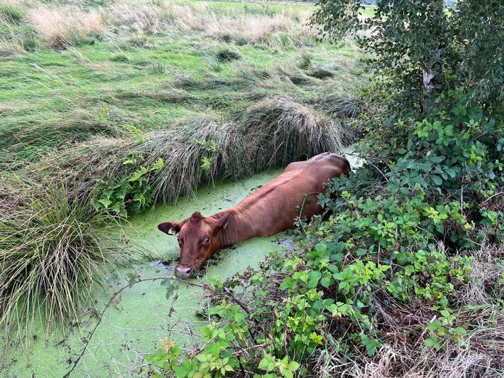 FFW Schiffdorf: Feuerwehr rettet Rind aus Graben - Unterstützung durch landwirtschaftliche Maschine