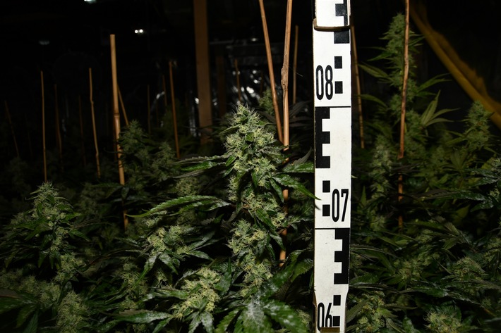 POL-ME: Polizei stellt zwei Cannabis-Plantagen sicher - Langenfeld - 2411085