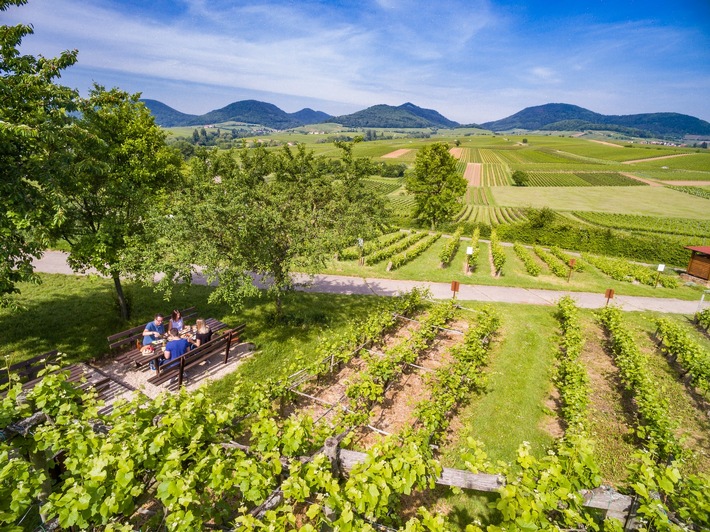 Neuer Picknick-Service der Südlichen Weinstrasse für Genuss zwischen Wald, Wein und Wiesen