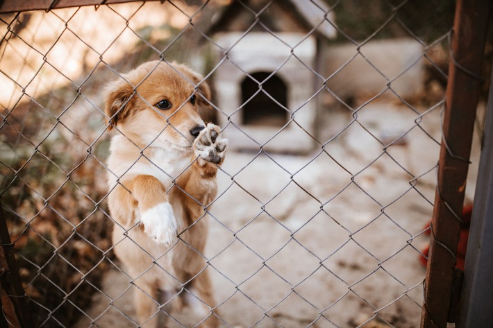 Import von Hunden - Tierschutz oder Geschäft? / Julia Klöckner mahnt: Tiere gibt es nicht zum Schnäppchenpreis