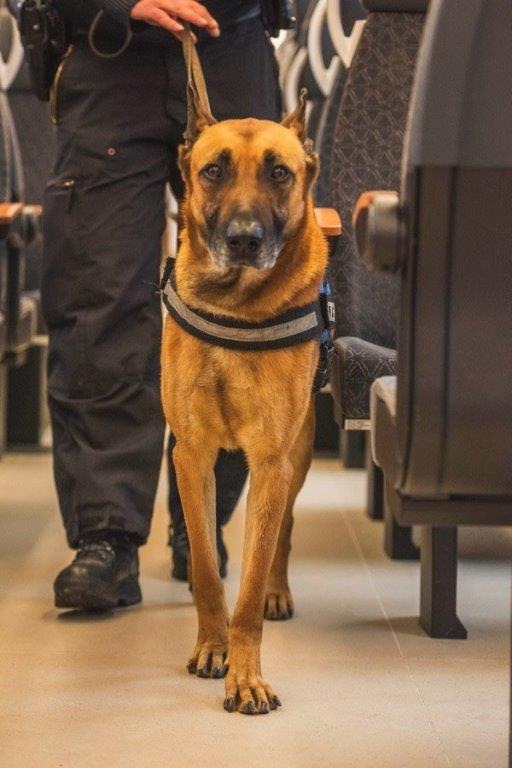 BPOL-TR: Gepäckstück in Regionalbahn vergessen - Sprengstoffspürhund der Bundespolizei im Einsatz