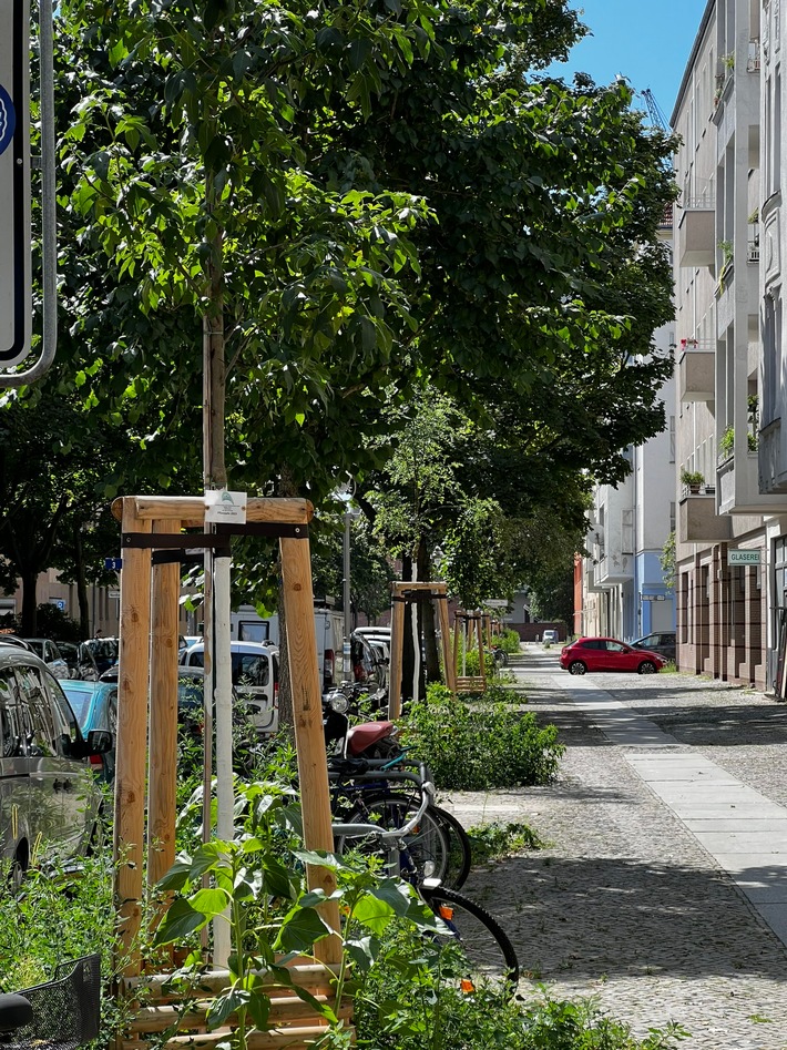 Straßenbäume: Nicht nur die richtige Pflege, sondern die auch die richtige Sorte ist wichtig. / Weiterer Text über ots und www.presseportal.de/nr/126784 / Die Verwendung dieses Bildes für redaktionelle Zwecke ist unter Beachtung aller mitgeteilten Nutzungsbedingungen zulässig und dann auch honorarfrei. Veröffentlichung ausschließlich mit Bildrechte-Hinweis.