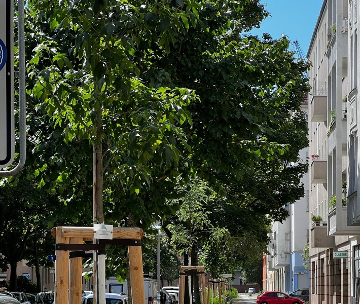 Straßenbäume: Nicht nur die richtige Pflege, sondern die auch die richtige Sorte ist wichtig. / Weiterer Text über ots und www.presseportal.de/nr/126784 / Die Verwendung dieses Bildes für redaktionelle Zwecke ist unter Beachtung aller mitgeteilten Nutzungsbedingungen zulässig und dann auch honorarfrei. Veröffentlichung ausschließlich mit Bildrechte-Hinweis.