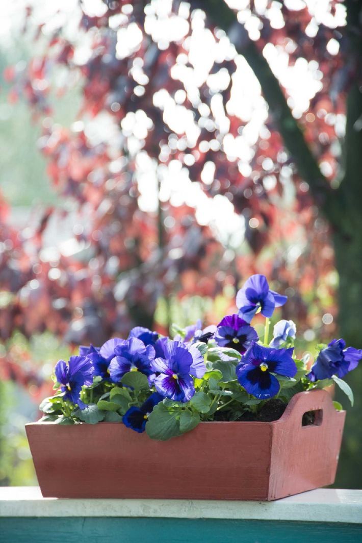 Tipps und Tricks zur Überwinterung der Balkon- und Terrassenpflanzen /
Winterschlaf für Gartenblüher: So überstehen Ihre Lieblinge im Topf die kalte Jahreszeit